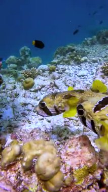 Bora Bora 'nın sualtı ortamında bir kirpi balığı mercan oluşumları arasında yüzer. Sahne mercan çeşitliliği ve deniz yaşamı etkileşimi sergiliyor..