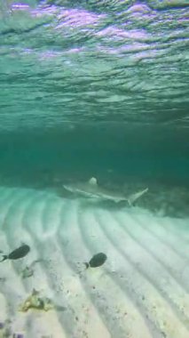 Köpekbalığı, Bora Bora 'daki kumlu okyanus tabanında turkuaz suyun altında dalgalı kum ve mercanla zarifçe yüzer..