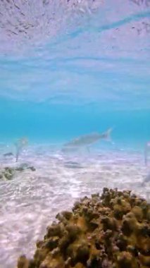 Bora Bora 'nın berrak gölünde su altında yüzen iki balık, suyun içinden süzülen hafif dalgalar ve ışık ile kumlu bir taban sergiliyor..