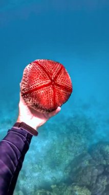 Bora Bora 'da bir el, mercan ve berrak mavi suyla çevrili kırmızı bir deniz yıldızını tutuyor..