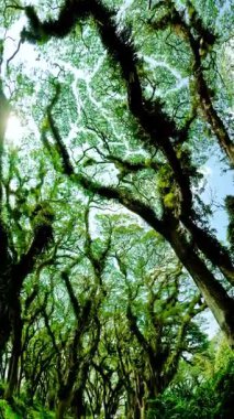 De Djawatan Ormanı, Doğu Java, Endonezya 'da eşsiz bir tepe örtüsü yapısına sahip antik trembesi ağaçlarından oluşan sık bir ormanda yürüyüş..