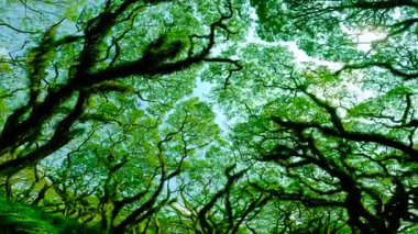 Düşük açılı manzara, ormandaki yüksek ağaçların yoğun yeşil gölgesine bakıyor, güneş ışığı yaprakların arasından süzülüyor, Doğu Java.