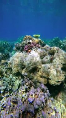 Bir mercan resifinin sualtı görüntüsü, çeşitli renklerde mercanlar ve berrak sulardaki deniz yaşamı, Bali.