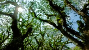 Güneş ışığı, ormandaki büyük ağaçların yoğun yeşil gölgelerinden süzülür ve içinden bir patika geçer. Doğu Java, Endonezya.