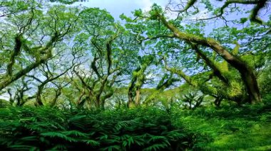 De Djawatan Ormanı, Banyuwangi, Doğu Java, Endonezya 'daki bir patika boyunca eşsiz çarpık yosunlu ağaçlar ve yemyeşil çalılıkların yer aldığı yoğun tropikal orman manzarası.
