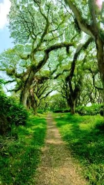 De Djawatan Ormanı 'nın yemyeşil ağaçları boyunca yürüme yolu De Djawatan, Endonezya' da güneşli bir günde.