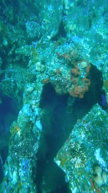 USAT Özgürlük gemisinin sualtı görüntüsü mercan resifleriyle kaplı ve balıklar etrafta yüzüyor, Bali.