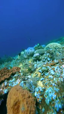 Endonezya, Bali açıklarında mercan ve deniz canlılarıyla kaplı USAT Özgürlük gemisinin sualtı görüntüsü.