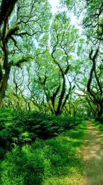 De Djawatan Ormanı, Endonezya 'da eşsiz yosun kaplı ağaçlar ve yoğun yapraklarla dolu yemyeşil bir ormana giden bir yol var..