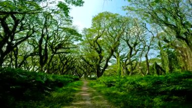 Yoğun, yosun kaplı ağaçlar ve yemyeşil yapraklar arasında Doğu Java, Endonezya 'da bir toprak yol esiyor..
