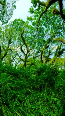 Önde yoğun yeşil yapraklar, yüksek ağaçlar ve Endonezya 'nın De Djawatan Ormanı' nda yapraklı bir tepe örtüsü var..