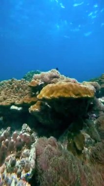 Tayland, Phi Phi Adaları 'ndaki sert ve yumuşak mercan oluşumlarının sualtı görüntüsü. Açık mavi su, deniz resifi ekosisteminin üzerinde görülebilir. Doğa belgeselleri, deniz yaşamı çalışmaları ya da