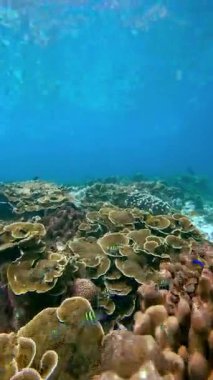 Sualtı görüntüsü mercan resiflerinin yaşam alanını gösteriyor. Balıklar resifte yaşar. Güneş ışığı mercanın üzerindeki su yüzeyine yansıyor. Okyanus koruma, seyahat ve deniz biyolojisi yayınları için uygundur..