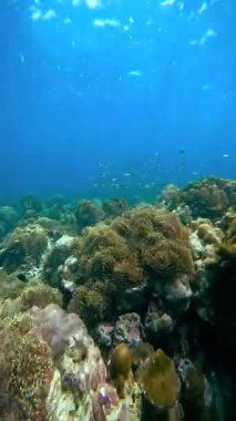 Deniz şakayıkları ve balıklarla dolu bir mercan resifinin sualtı sahnesi. Mavi okyanus suyunda küçük balıklar mercan oluşumları arasında yüzerler. Doğa, deniz biyolojisi veya seyahat reklamları için uygun.