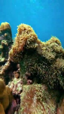 Dokunaçları olan büyük deniz şakayıkları Tayland 'daki Phi Phi Adaları' nda su altında mercan resif oluşumunda yetişir. Küçük balıklar şakayıklar arasında yüzer. Deniz biyolojisi, seyahat ya da su altı için uygun.