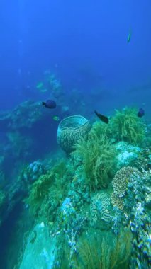 Bali, Endonezya 'da bir mercan resifinde büyük bir fıçı sünger. Sünger ve diğer deniz yaşamlarında küçük balıklar yüzer. Okyanus koruma, dalış ve seyahat temaları için uygundur.