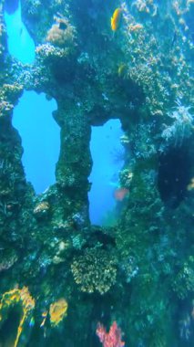 Bali 'deki USAT Liberty Wreck' in bir bölümü sert ve yumuşak mercanlarla kaplı. Küçük tropikal balıklar mavi sudaki mercan kaplı yapının etrafında yüzerler. Dalış turizmi ve deniz turizmi için uygun