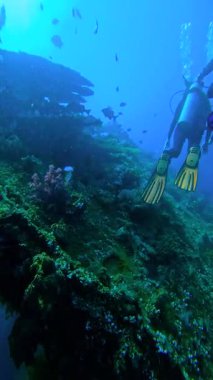 Scuba dalgıçları Endonezya, Bali, Tulamben açıklarındaki USAT Özgürlük sualtı enkazının yakınında yüzerler. Su altındaki 2. Dünya Savaşı dönemi gemi enkazı mercan ve deniz büyümesiyle kaplıdır. Uygun.
