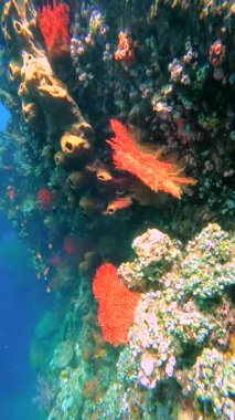 Endonezya, Bali 'deki USAT Liberty Wreck sualtı görüntüsü. Parlak kırmızı fan mercanları da dahil olmak üzere çeşitli mercan ve süngerlerle kaplı büyük bir gemi enkazı yapısı. Küçük balıklar yakınlarda yüzer