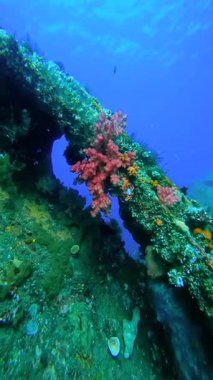 Endonezya, Bali açıklarındaki USAT Özgürlük gemi enkazı yapısının sualtı görüntüsü. Sualtı metal yapısı geniş mercan büyümesi ve deniz yaşamı ile kaplıdır..