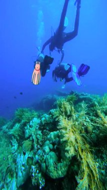 Scuba dalgıçları Endonezya, Bali 'deki USAT Liberty Wreck yakınlarında yüzerler. Mercan ve deniz yaşamı enkaz yapısında görülebilir..