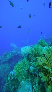 Bali, Endonezya 'da mercan resifinde büyük bir fıçı sünger yetişiyor. Küçük balıklar varil süngeri ve mercan resifinin yanında yüzerler. Deniz yaşamı çalışmaları, okyanus koruma projeleri ya da