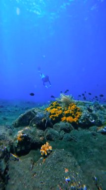 Maske takan genç bir adam ve yüzgeçleri mercan resiflerinin yakınında yüzüyor. Deniz yatağı koyu volkanik kumdur. Balıklar berrak mavi sularda görülebilir..