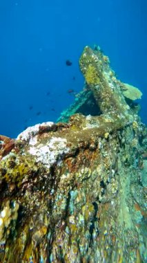 USAT Liberty enkaz yapısı suyun altında yatıyor, çeşitli mercan ve deniz büyümesiyle kaplı. Kalıntılar arasında çeşitli balıklar yüzüyor..