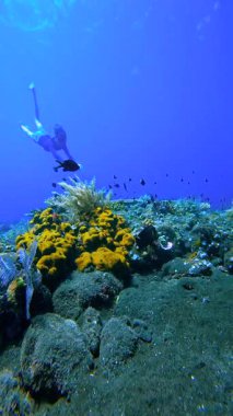 Maske takan genç bir adam ve yüzgeçleri mercan resiflerinin yakınında yüzüyor. Deniz yatağı koyu volkanik kumdur. Balıklar berrak mavi sularda görülebilir..
