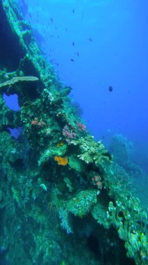 USAT Özgürlük gemisi enkazının kalıntıları çeşitli mercan büyümeleriyle kaplı. Küçük balıklar berrak mavi okyanus sularında yüzerler..