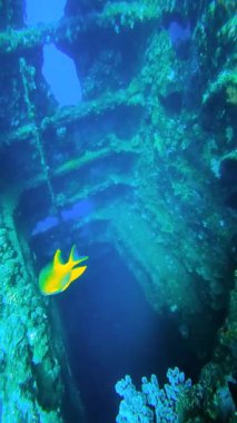 Endonezya, Bali 'deki USAT Özgürlük gemisi enkazının sualtı görüntüsü. Geminin yapısı mercan büyümesiyle kaplıdır ve bölgede çeşitli balık türleri yaşar..