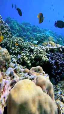 Endonezya, Bali yakınlarındaki okyanusta mercanlar arasında yüzen mercan resifleri ve tropikal balıkların sualtı görüntüsü.