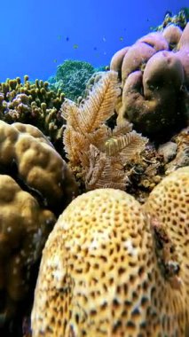 Tüylü bir yıldız ve Endonezya 'da berrak suda yüzen küçük balıklı sualtı tropikal mercan resifi..