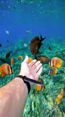 Endonezya, Bali 'deki tropikal balık ve mercan resiflerine dokunan genç bir erkeğin su altı bakış açısı.