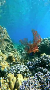 Bali, Endonezya 'da kırmızı gorgonya ve farklı yumuşak mercanlardan oluşan canlı bir mercan resifinin sualtı görüntüsü.