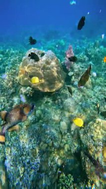 Tropikal balıklar Bali 'deki kumlu okyanus tabanında mercan resiflerinin ve kayaların etrafında yüzerler..