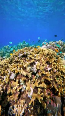 Endonezya, Bali yakınlarındaki berrak mavi sularda mercan oluşumları arasında yüzen çok sayıda balığın yer aldığı sualtı mercan resifi..