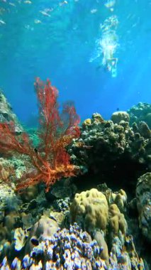 Kırmızı Gorgonia yumuşak mercanı, canlı bir resif ve berrak mavi suda yüzen bir insan, Bali..