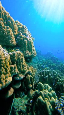 Mercan resiflerinin sualtı sahnesi. Mercan oluşumları ve yüzen balıklar. Güneş ışığı yüzeydeki mavi suya nüfuz eder..