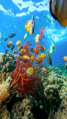 Kırmızı gorgonya yumuşak mercanı sualtı manzarası ve Endonezya 'nın Bali şehrinde bir yüzücü ile kelebek sürüsü..