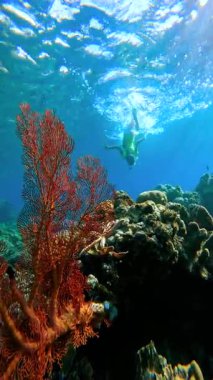 Sualtı sahnesinde canlı kırmızı gorgonia yumuşak mercan, bir çocuk şnorkelçi ve Bali 'de bir mercan resifi var..