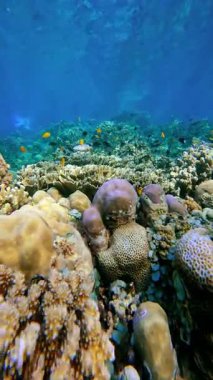 Bali 'de mercan oluşumları etrafında yüzen renkli tropikal balıkların sualtı görüntüsü.