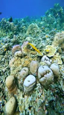 Sarı balıklar, tropikal mercan resiflerinde su altında açık mavi sularda çeşitli kaya ve mercanların arasında yüzerler..
