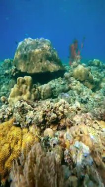 Kızıl gorgonia yumuşak mercan kolonisi Bali 'deki sert mercan resiflerinin arasında.