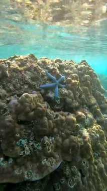 Endonezya 'daki Raja Ampat' ın yüzeyinden süzülen güneş ışığıyla mercan resifinde dinlenen mavi bir deniz yıldızının sualtı görüntüsü..