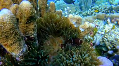 Mercan resiflerindeki bir şakayığın dokunaçları arasında yaşayan bir palyaço balığının sualtı görüntüsü, Raja Ampat, Endonezya.