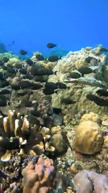 Siyah balık sualtı okulu Endonezya 'nın Raja Ampat kentindeki renkli mercan resifleri arasında yüzer..