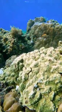 Raja Ampat, Endonezya açıklarında açık mavi sularda tropikal balıklarla sualtı mercan resifi oluşumu..