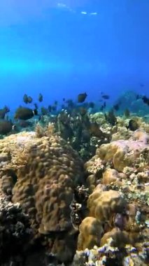 Suyun altında canlı bir mercan resifinin üzerinde yüzen balık sürüsü. Güneş ışığı Raja Ampat 'taki deniz yaşamına ve kayalık yapıya süzülür..