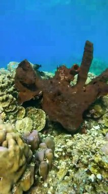 Endonezya 'nın Raja Ampat şehrinin berrak sularında yüzen balıklarla dolu bir sualtı mercan resifinde dev varil süngeri..